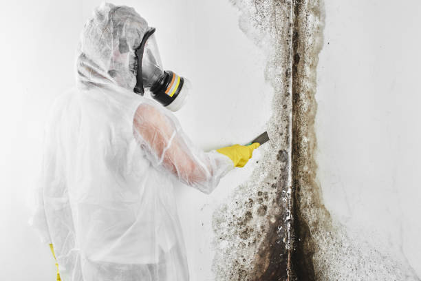 Best Mold Cleaning Services  in Great Falls, VA