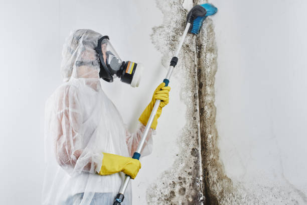 Best Toxic Mold Removal  in Great Falls, VA