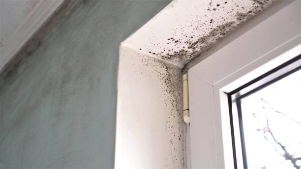 Best Crawl Space Mold Removal  in Great Falls, VA