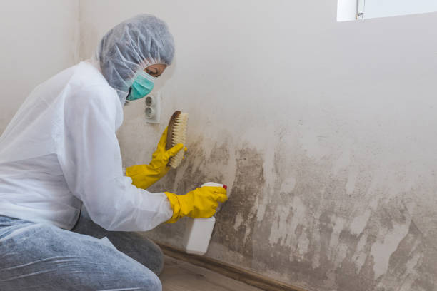 Best Attic Mold Removal  in Great Falls, VA