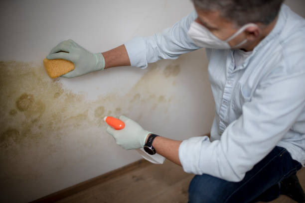 Best Toxic Mold Removal  in Great Falls, VA