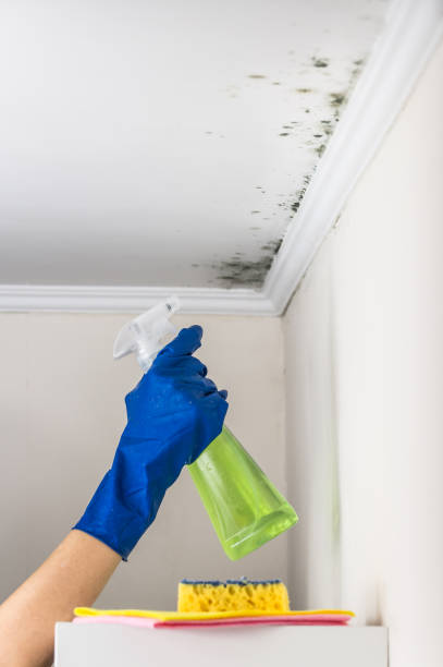 Best Certified Mold Removal  in Great Falls, VA