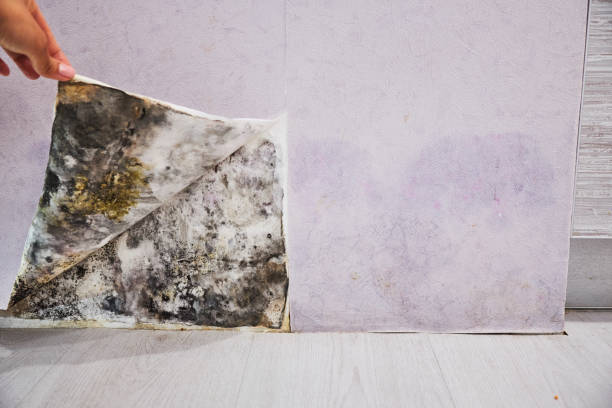 Best Certified Mold Removal  in Great Falls, VA